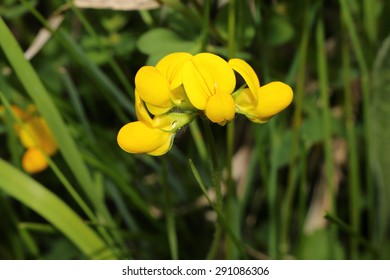 Trefoil, Lotus Corniculatus