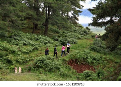 Trekking In Bhutan Forest,landscape Of Nature In Bhutan