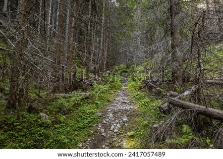 Trekking and downhill route in dark thick forest. Summer mountain landscape in Pirin national park, Bulgaria.