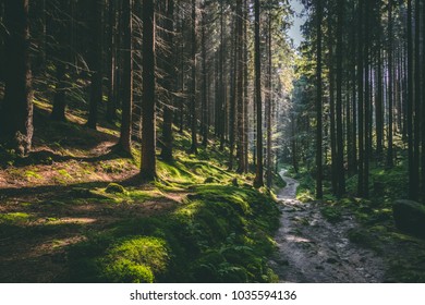 Trekking in Forest