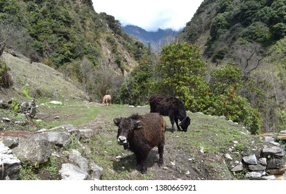 Kanchenjunga National Park Hd Stock Images Shutterstock