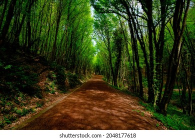 Trekking path in the forest. Walking pathway. Healthy lifestyle. Running in the forest. Polonezkoy Nature Park in Istanbul.