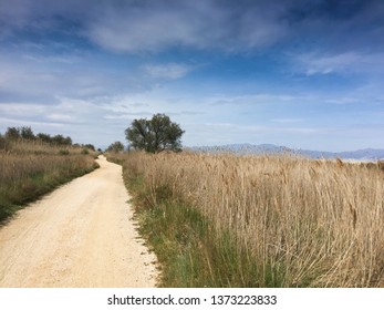 Trekking Path Through The Sand Dunes In Reconstruction Of Sant Pere Pescador Beaches, Alt Empordà, Girona, Catalonia. 