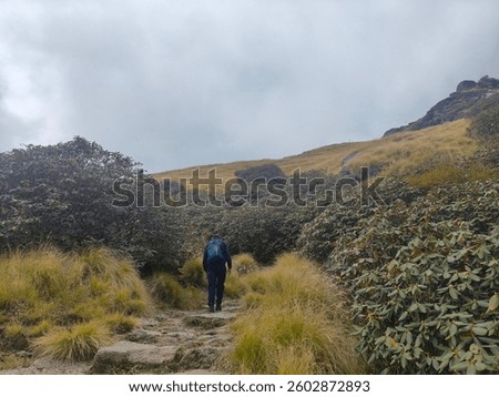trekking stonepaths flora oak tree