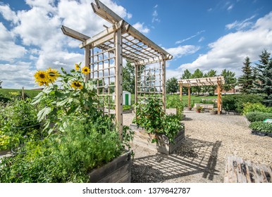 A Trellis Between Raised Flower Beds Full Of Sun Flowers And Vegetation. Brentwood Community Garden On A Cloudy Summer Day. Calgary, Alberta. 