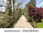 The Trellis Walk with several varieties of wisteria growing, at the historic gardens on the Trentham Estate, Stoke-on-Trent, Staffordshire UK.