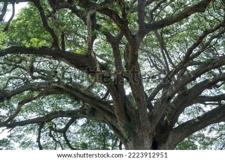 The Trembesi or rain tree or samanea tree in Lasem, Central Java