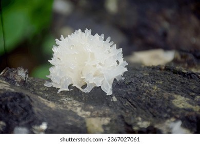 Tremella fuciformis | Parasite of Hypoxylon species | Snow fungus| Japanese women used snow fungus for various beauty purposes and in various foods and medicine. It helps Anti-melanin production.
