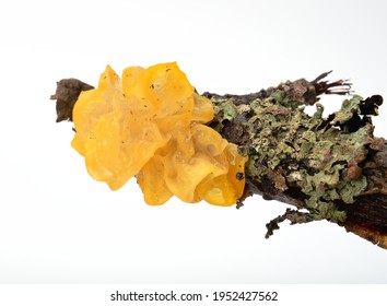 Tremella mesenterica (yellow brain, golden jelly fungus, yellow trembler and witches' butter) is common jelly fungus, on tree branch with lichen 
