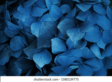 Trend color 2020 classic blue  top view  layout for design Hydrangea  flower in trendy blue color  Trendy color concept the year  classic blue background  