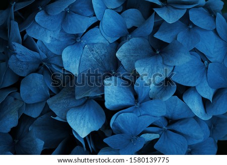 Trend color 2020 classic blue, top view, layout for design.Hydrangea  flower in trendy blue color. Trendy color concept of the year, classic blue background. 