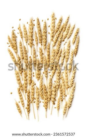 Trend flat lay pattern with ears of wheat and grains, close up golden yellow wheat spikelets isolated on white background. Top view vertical composition minimal style, autumn season harvest concept