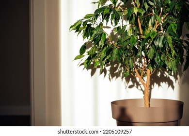 Trending indoor plants - potted ficus benjamina against white wall in the modern interior under the sunlight with shadows on the wall background. House plants care concept
