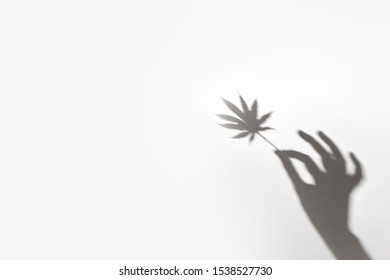 Trending Shadow Leaves. Cannabis Leaf In The Hand. Place For Text.