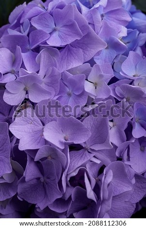Trendy background with hydrangea flowers in Very Peri color.