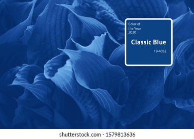 Trendy blue ferns leaves. Natural foliage in monochrome color background. Trendy blue and calm color. Floral texture. Nature concept - Shutterstock ID 1579813636