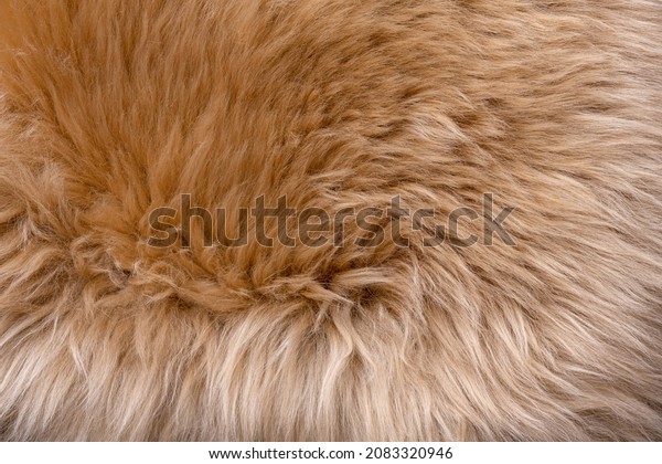 Trendy brown artificial fur texture.\
Fur pattern top view. Brown fur background. Texture of beige shaggy\
fur. Wool texture. Flaffy sheepskin close\
up\
