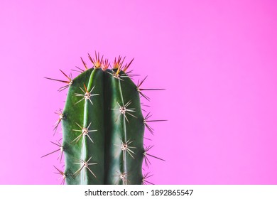 おしゃれ サボテン の画像 写真素材 ベクター画像 Shutterstock