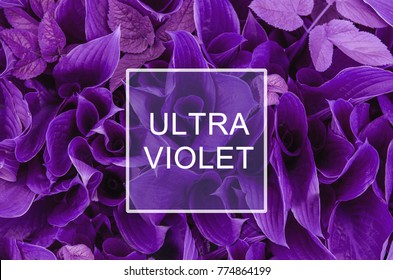 Trendy Color Concept. Set With Ultra Violet Color.