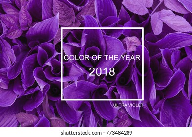 Trendy Color Concept Of The Year. Set With Ultra Violet Color.