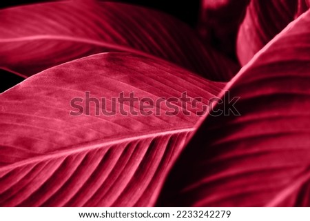 Trendy color viva magenta leaves background. Blurred bokeh. Sunshine abstract backdrop. Natural leaf concept. Close up and marco shot.