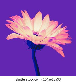 Trendy Colored Bright Orange Gerbera Flower Isolated On A Purple Background With Clipping Path. Closeup. Vaporwave, Retrovawe, Neon Colors