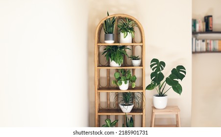 Trendy home plants: monstera, dieffenbachia, sansevieria, pilea on a wicker bookcase in the room, indoor garden concept with copy space - Shutterstock ID 2185901731