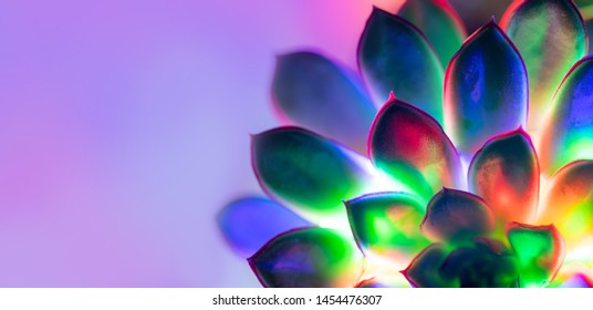 Trendy Neon Background With Colorful Succulent Plant With Copy Space.