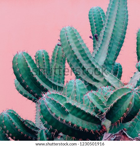 Trendy plants on pink content. Cactus on pink background wall.