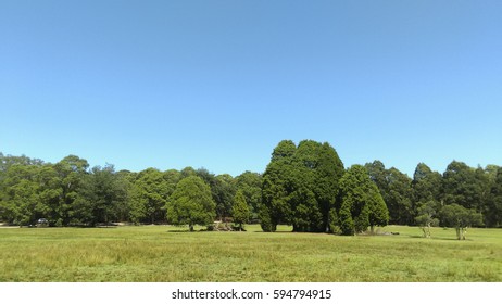 Tress Field 