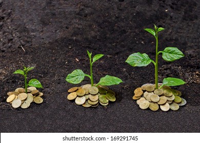 Tress Growing On Coins / Csr / Sustainable Development / Economic Growth