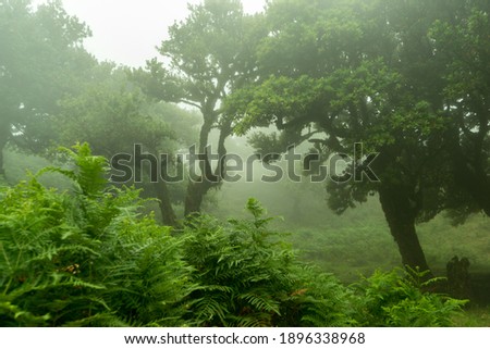 Tress in the mist at Fanal Madeira Island, misty old trees and thick vegetation