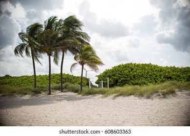 Tress On The Beach In The Wind 