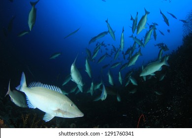 Trevally fish in Thailand 