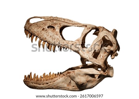 T-Rex Dinosaur Jaw Skeleton Fossil (Tyrannosaurus rex) Isolated on a White Background with Copy Text Space. Prehistoric Skull Element for Paleontology Posters, Dinosaur Themes, and Fossil-Inspired Des
