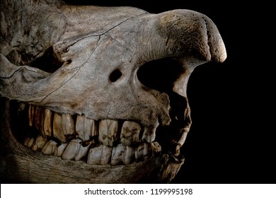 Trex Head Skull Isolated On Black Background