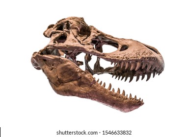 T-rex (Tyrannosaurus rex) bones isolated on white background