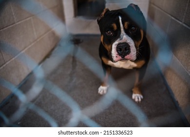 Tri Color American Staffordshire AmStaff Pit Bull Type Mixed Breed Dog with Cropped Ears in Animal Shelter Kennel Cage Looking at Camera Eye Contact Stray Dog