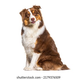 Tri Color Red Australian Shepherd, Isolated On White