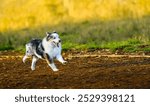 A TRI COLORED AUSTRLIAN SHEPARD RUNNING ALONG A PATH WITH BRIGHT EYES AT THE OFF LEASH DOG AREA AT MARYMOOR PARK IN REDMOND WASHINGTON