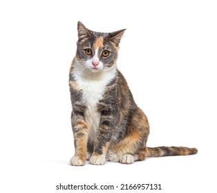 Tri colored Mixed breed cat with yellow eyes sitting, isolated  - Shutterstock ID 2166957131