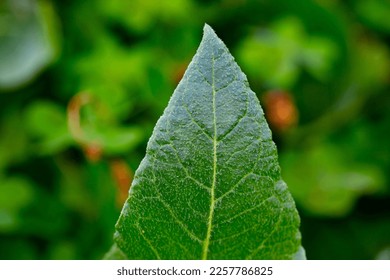 A triangle green leaf on a green backround