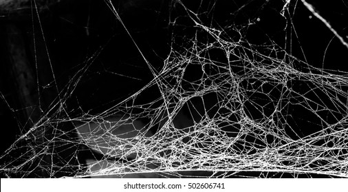 Triangle horror cobweb or spider web isolated on black background,horizontal photo - Shutterstock ID 502606741