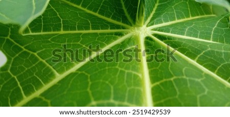 Triangle Shape Photo, solid shape
