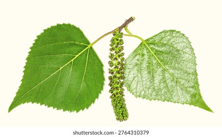 Triangular poplar leaves with silvery underside and catkins isolated on white background, fast-growing tree botanical photography