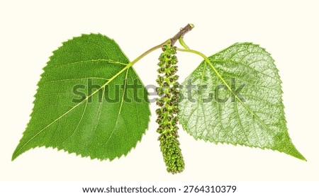Triangular poplar leaves with silvery underside and catkins isolated on white background, fast-growing tree botanical photography