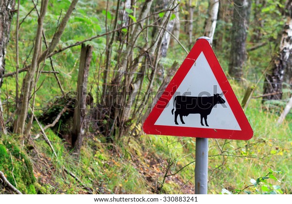 Triangular red and white road sign advising Beware of\
Cattle on the road 