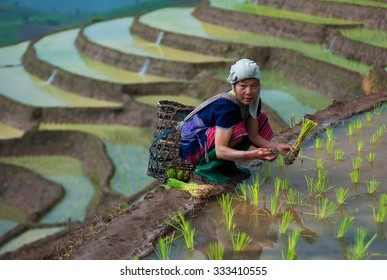 Tribal woman planting seedlings in terraced field on mountain