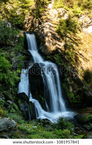 Image, Stock Photo Bear Guard Gorge Nature