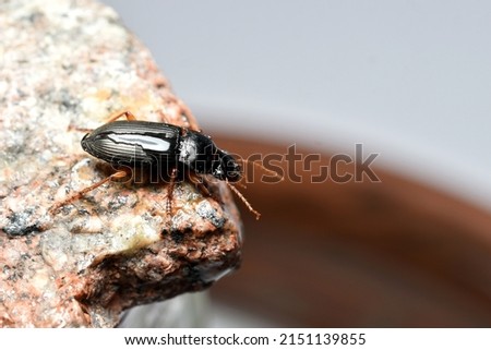 Tribolium destructor is filmed sitting on a granite stone, viewed from above.